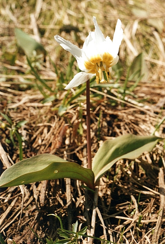 Image of Erythronium krylovii specimen.