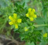 Potentilla norvegica. Верхушки побегов с цветками и бутонами. Иркутская обл., Бодайбинский р-н, зарастающая техногенная площадка, каменистая почва. 30.06.2008.