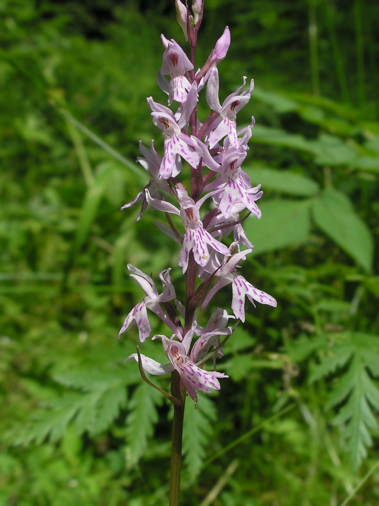 Image of Dactylorhiza fuchsii specimen.