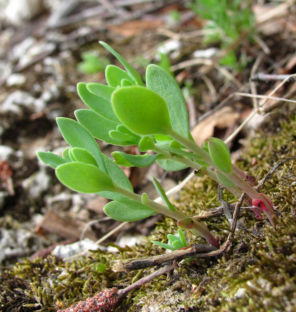 Image of Hylotelephium triphyllum specimen.