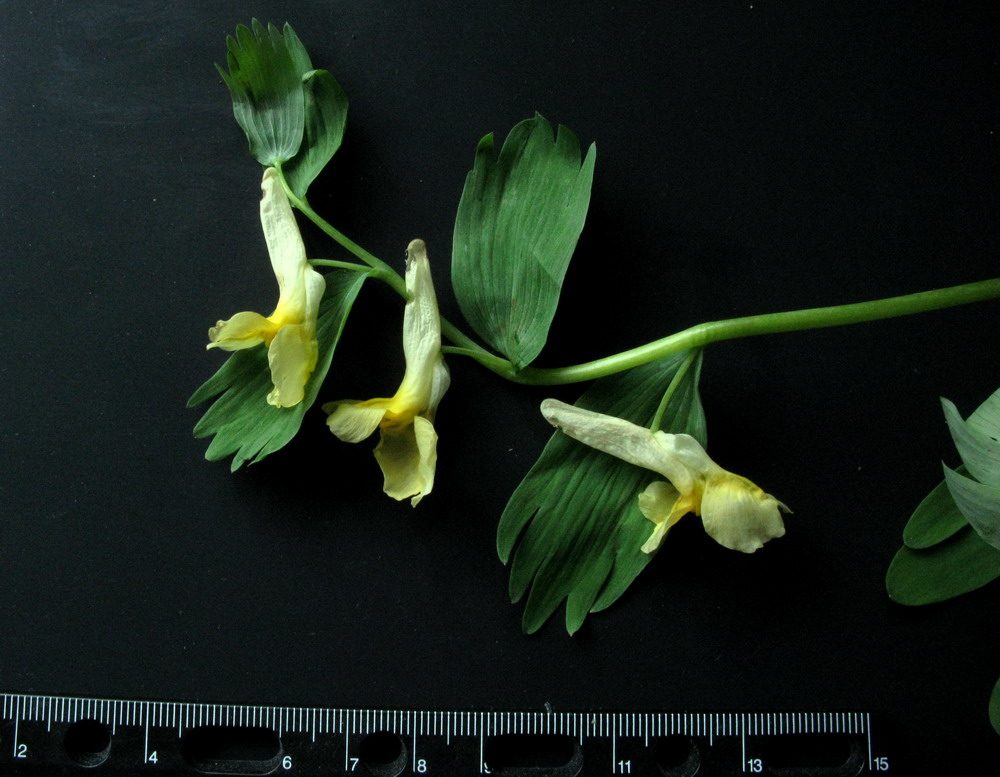 Image of Corydalis talpina specimen.