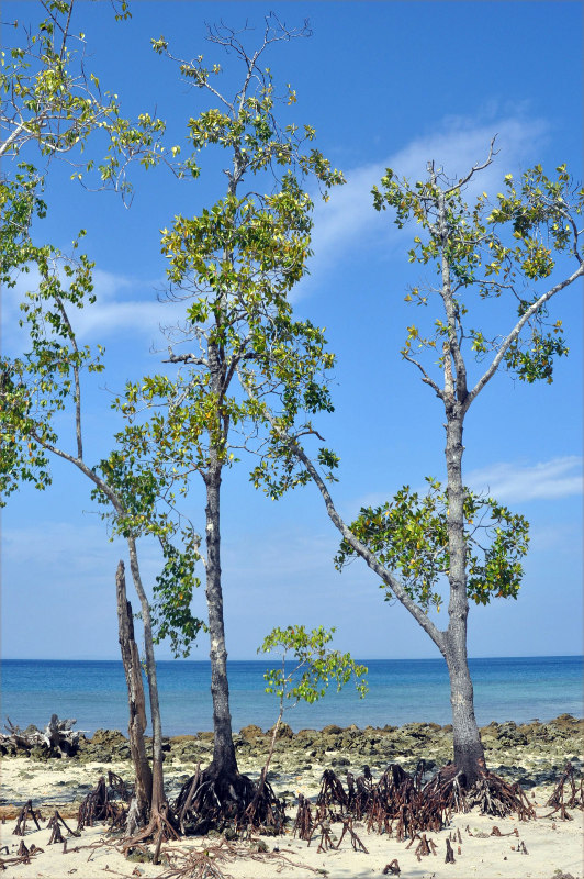 Image of Bruguiera gymnorhiza specimen.