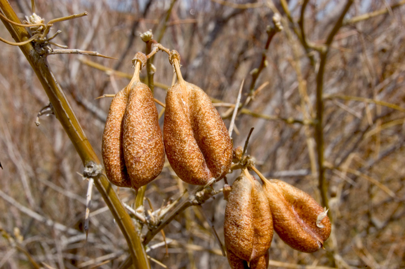 Изображение особи Halimodendron halodendron.