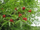 Sambucus sibirica. Ветви плодоносящего кустарника. Иркутская обл., г. Бодайбо, правый берег р. Витим. 03.08.2014.