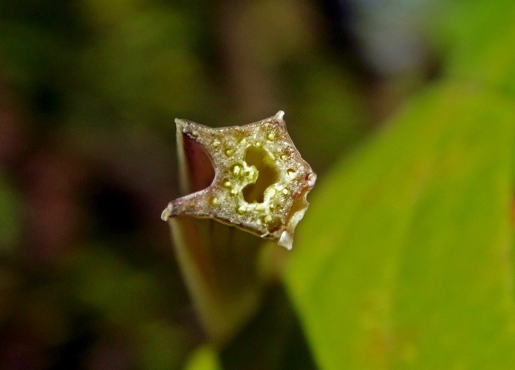 Image of Angelica sylvestris specimen.