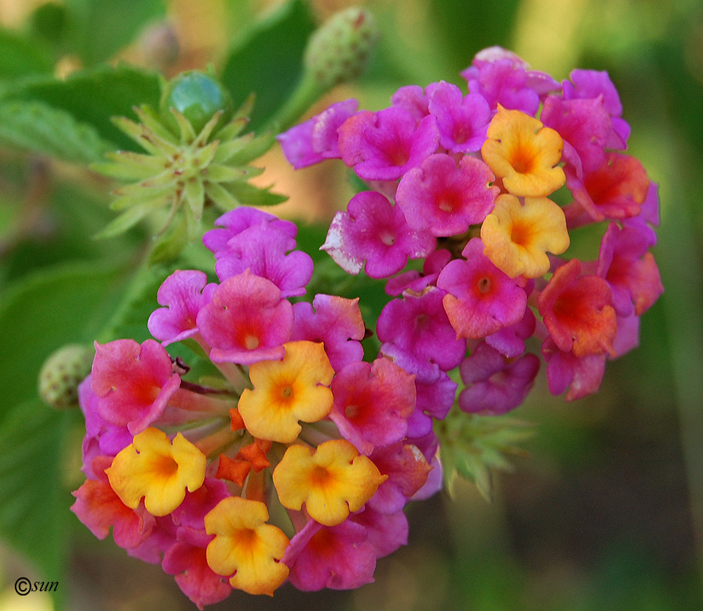 Image of Lantana camara specimen.