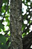 Phellodendron amurense. Часть ствола взрослого дерева. Приморье, окр. г. Находка, село Голубовка. 12.08.2015.