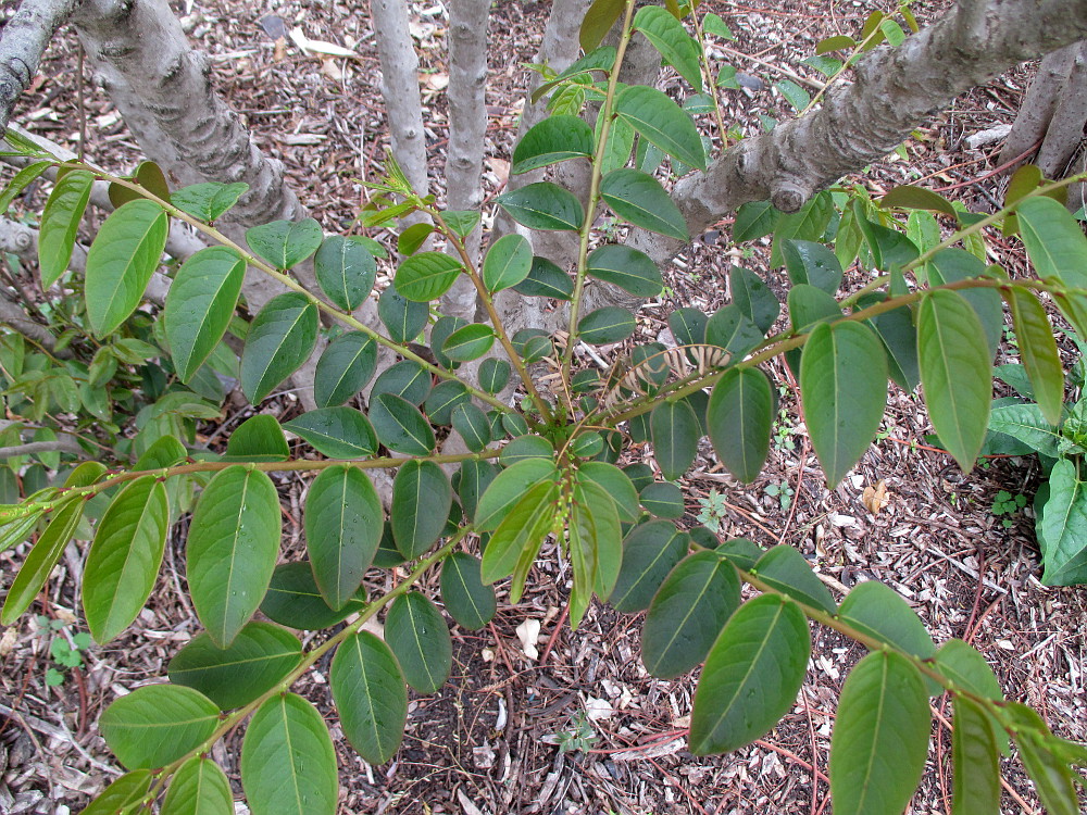 Изображение особи Phyllanthus angustifolius.