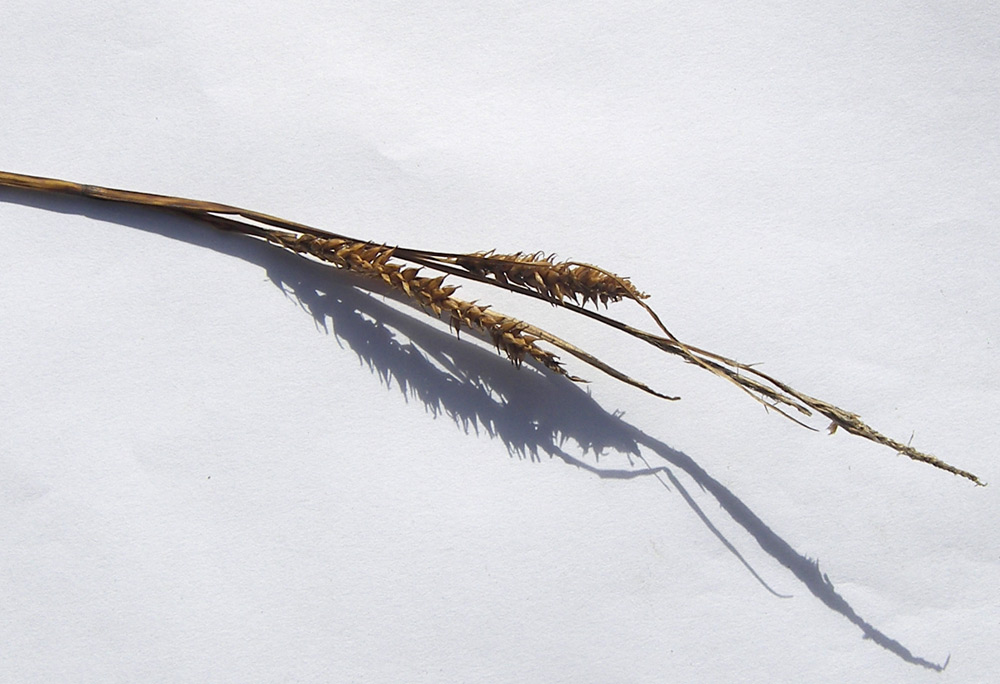 Image of Carex pamirica ssp. dichroa specimen.