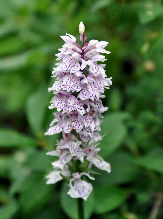 Image of Dactylorhiza fuchsii specimen.