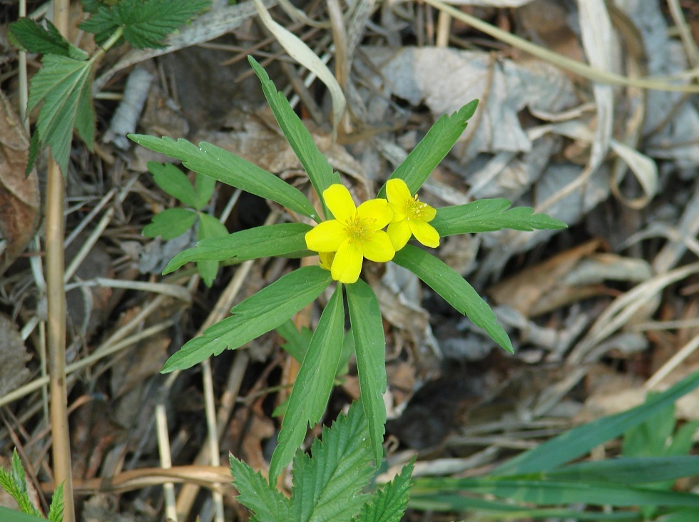 Изображение особи Anemone jenisseensis.