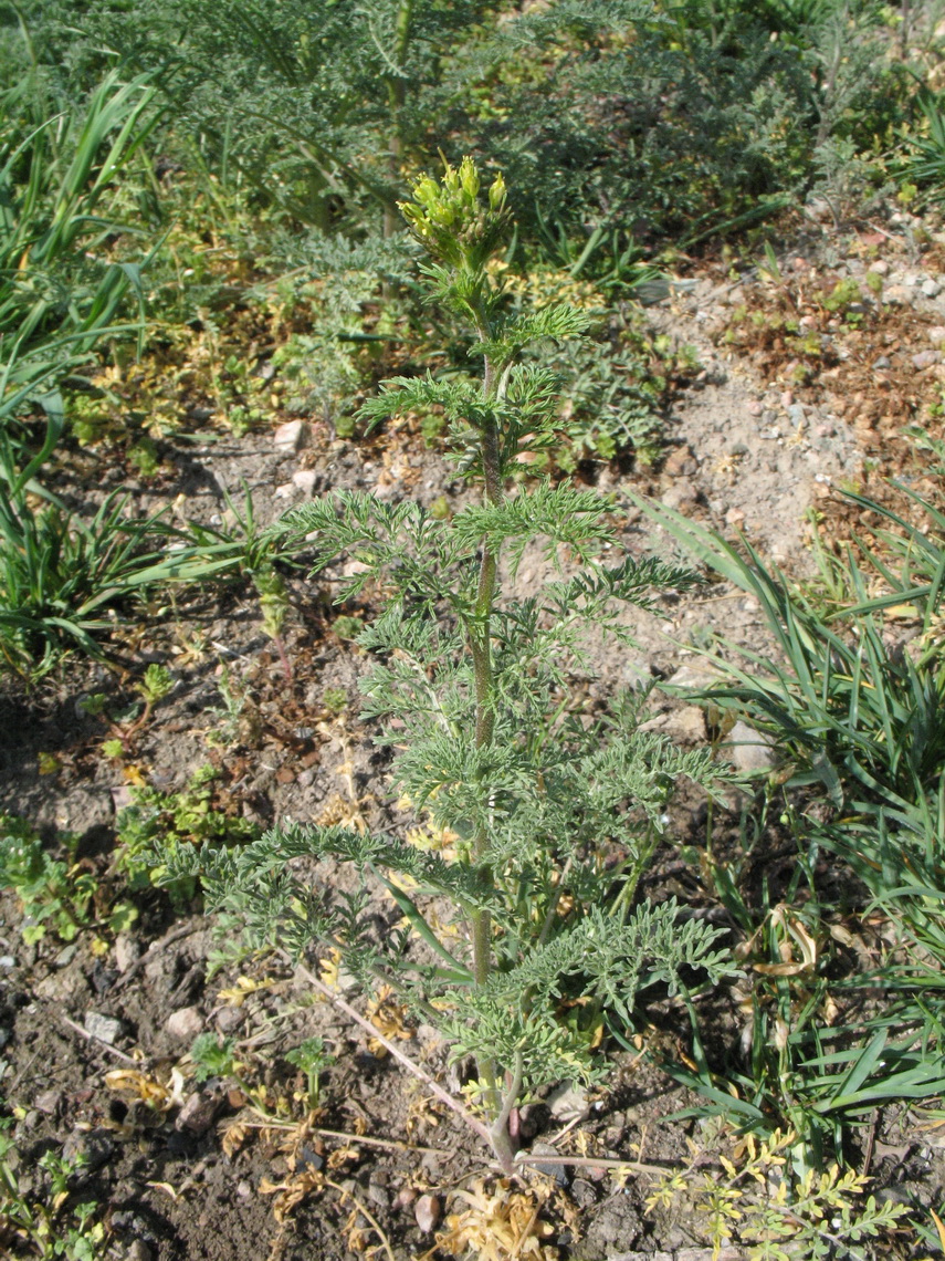 Image of Descurainia sophia specimen.