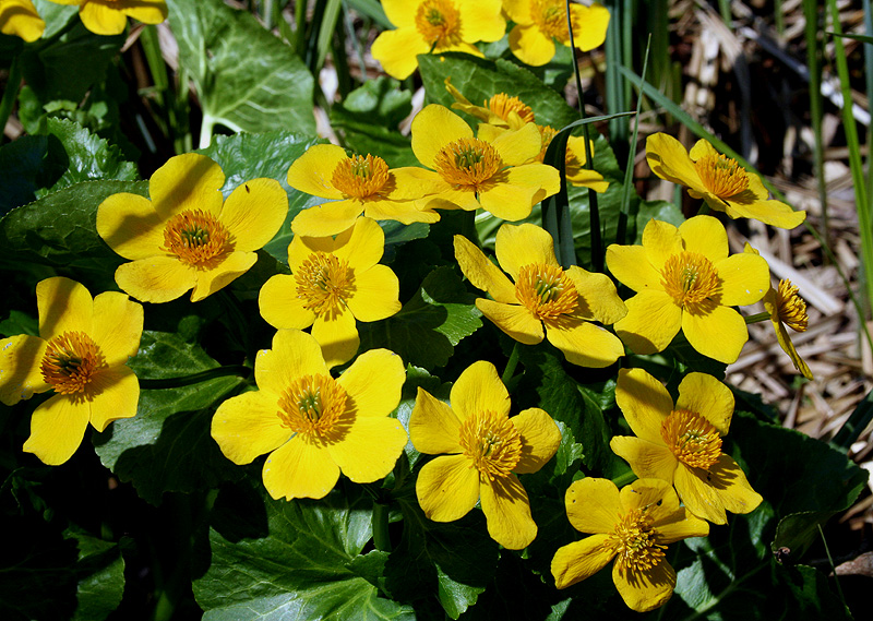 Image of Caltha palustris specimen.