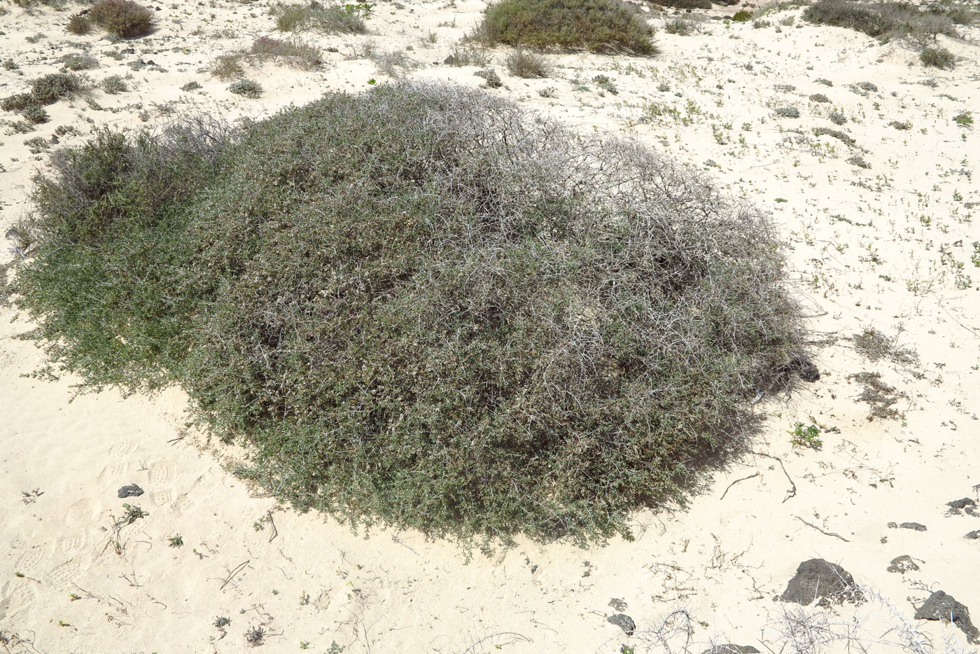 Изображение особи Salsola divaricata.