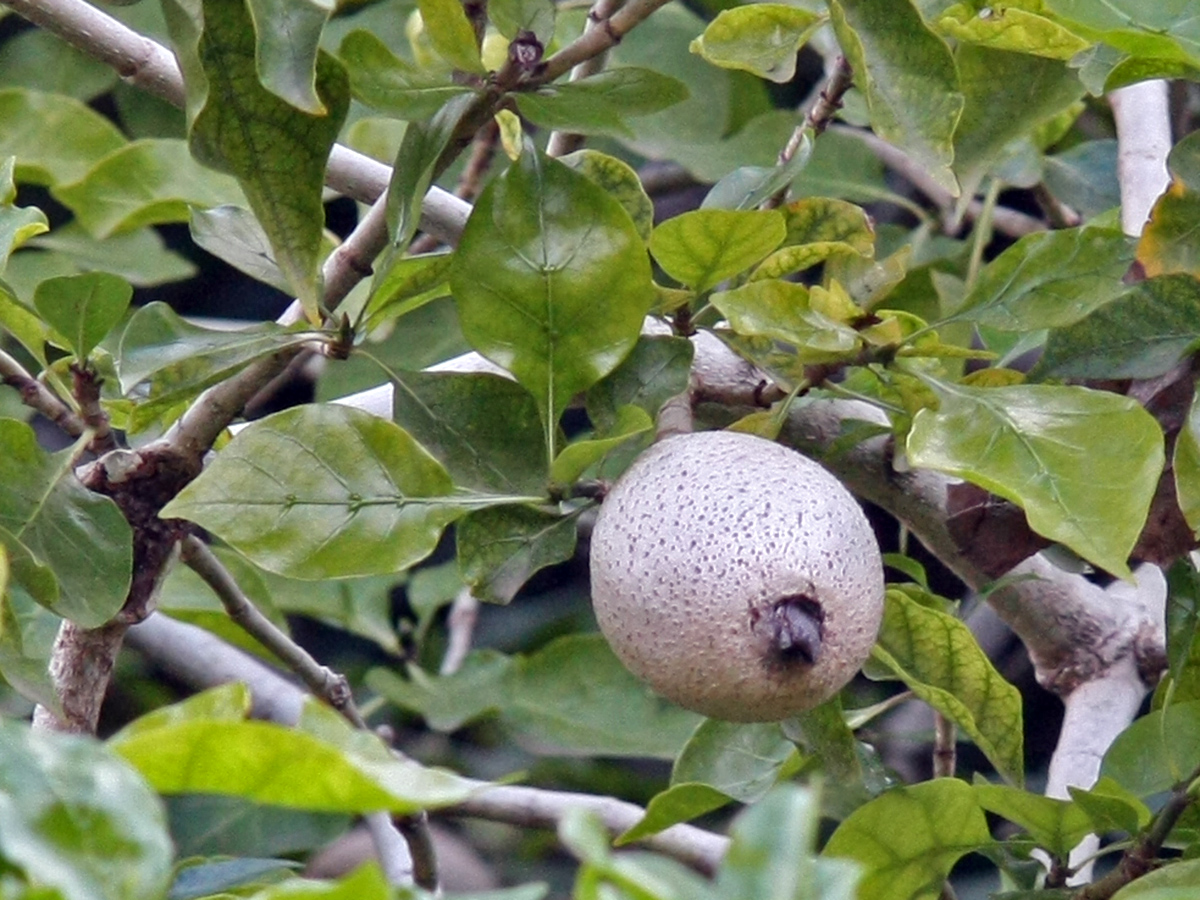 Image of Gardenia thunbergia specimen.