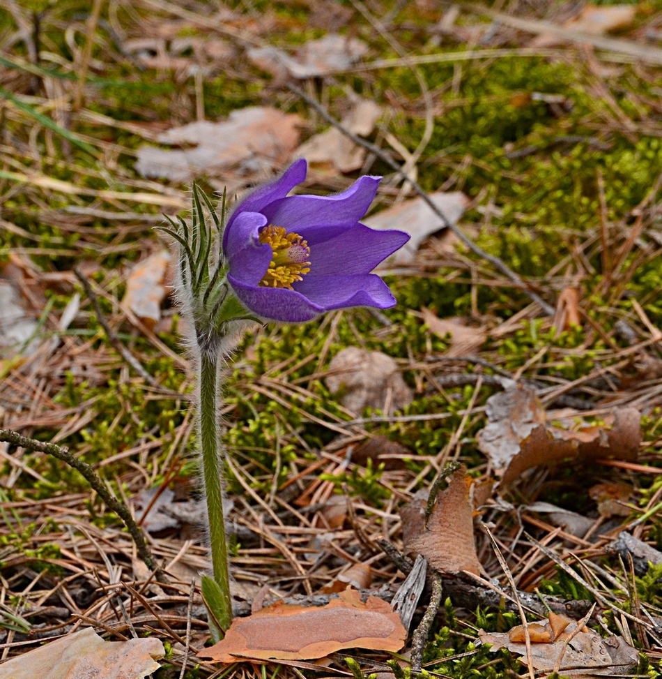 Изображение особи Pulsatilla patens.