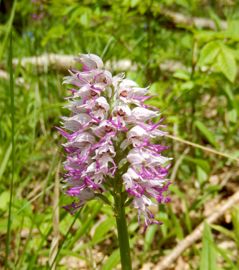 Image of Orchis simia specimen.