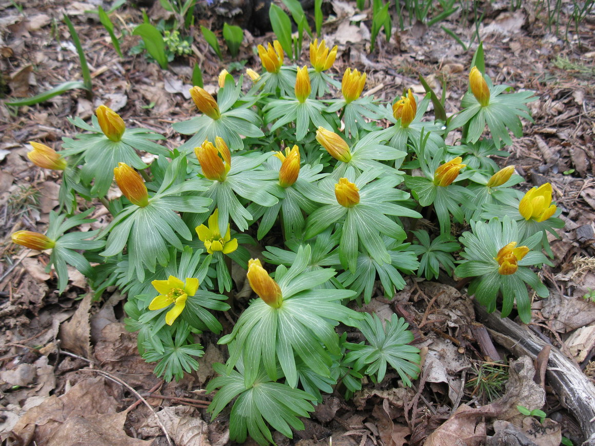 Image of Eranthis hyemalis specimen.