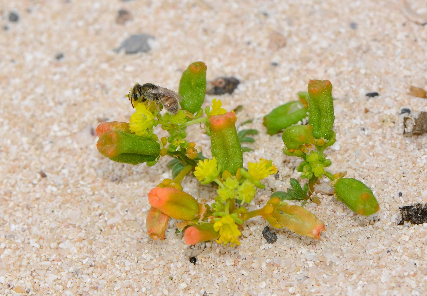 Image of Reseda crystallina specimen.