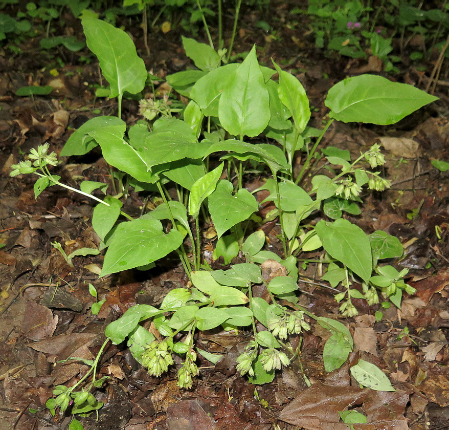 Изображение особи Pulmonaria obscura.