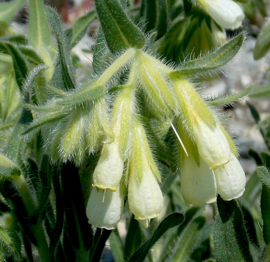 Image of Onosma montana specimen.