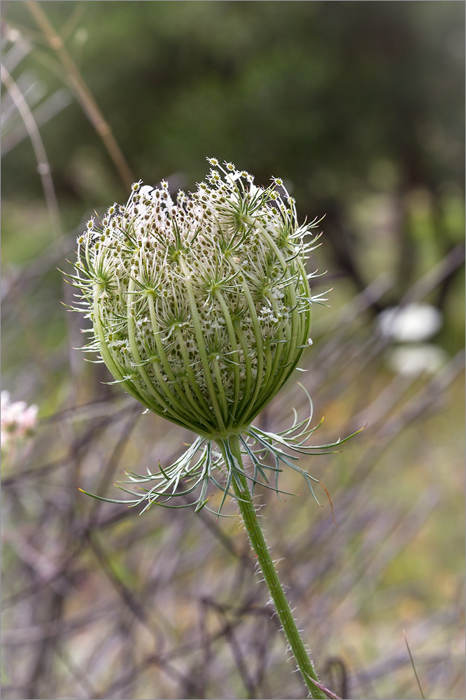 Image of Daucus carota ssp. maximus specimen.