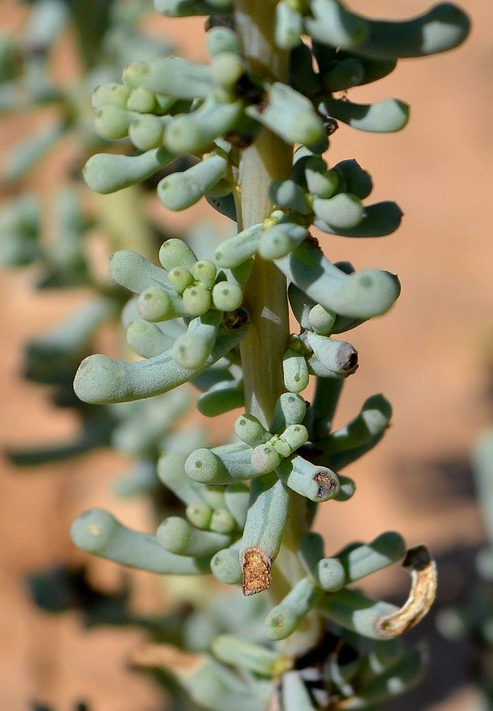 Изображение особи Salsola foliosa.