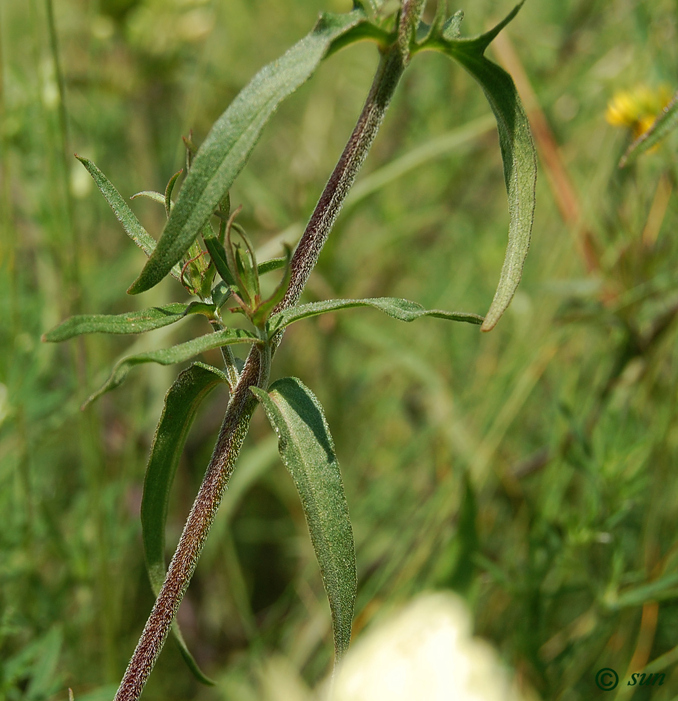 Image of Melampyrum argyrocomum specimen.