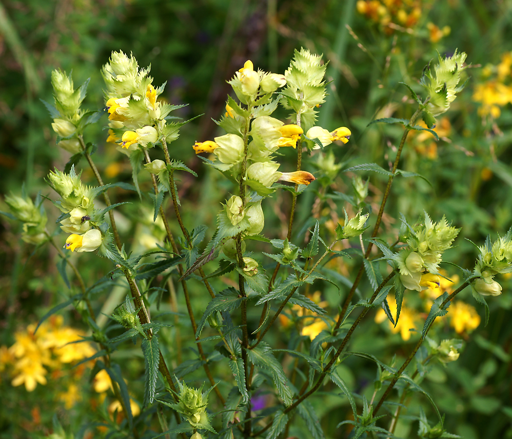 Image of Rhinanthus minor specimen.