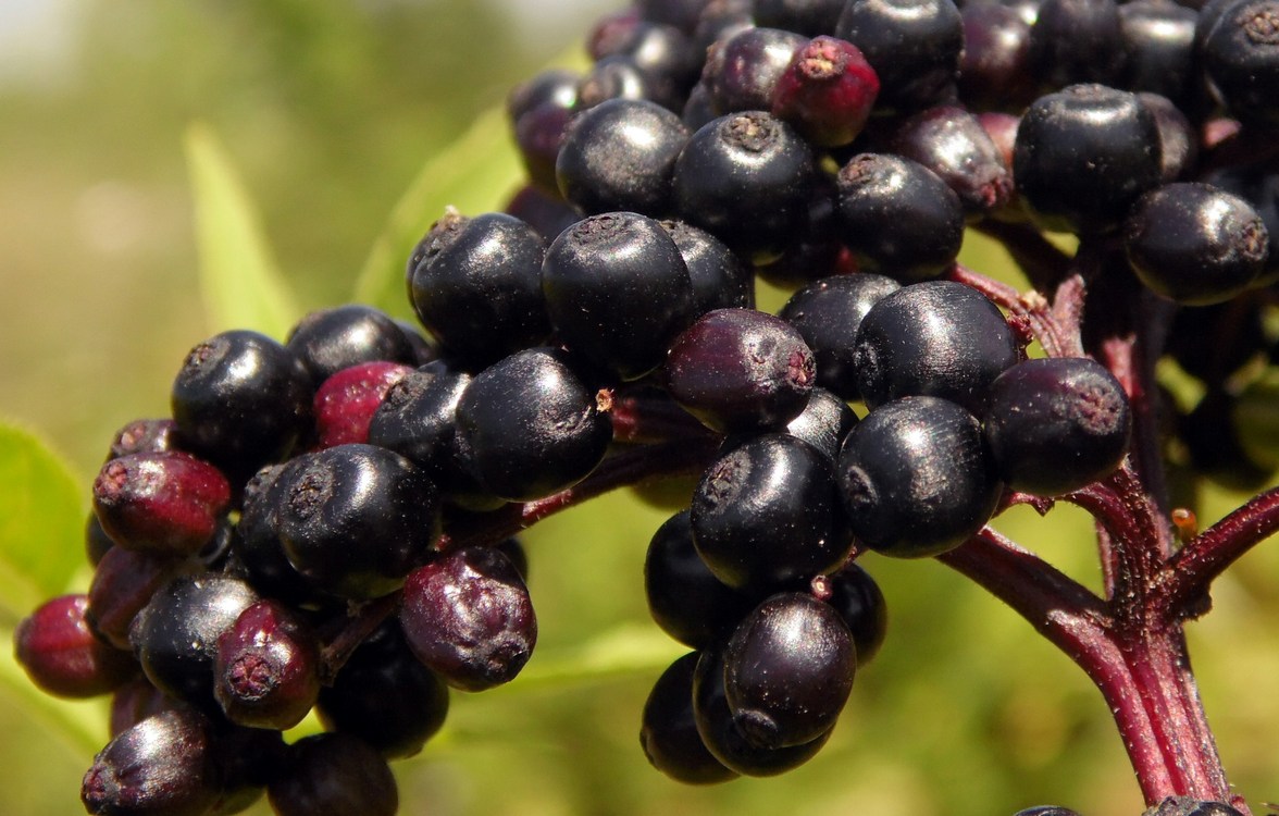 Image of Sambucus ebulus specimen.