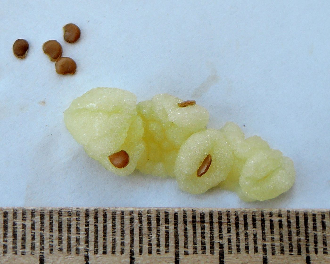 Image of Solanum muricatum specimen.