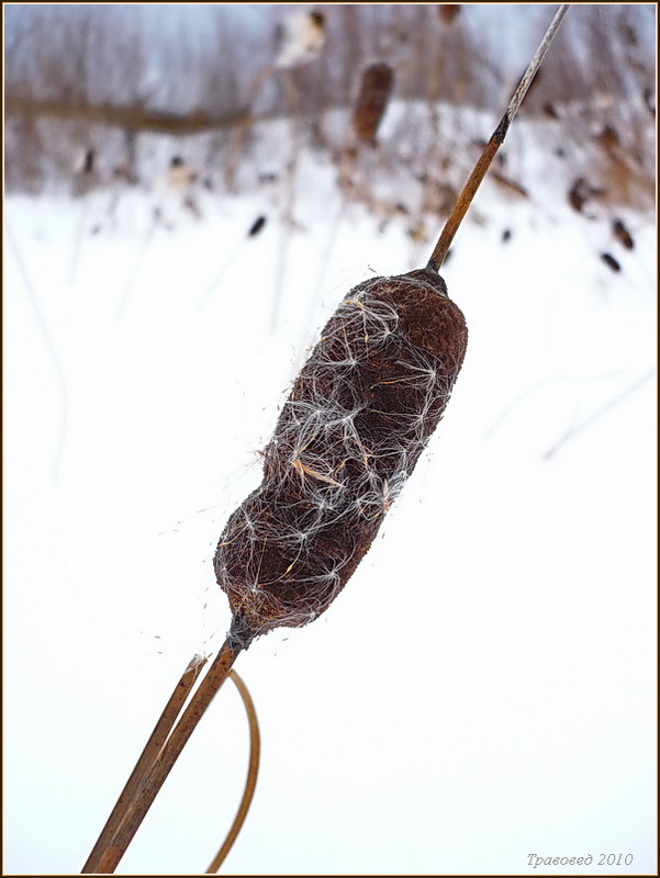 Изображение особи Typha laxmannii.