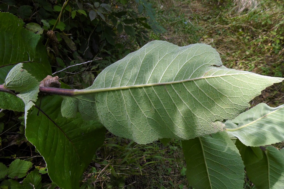 Image of Inula helenium specimen.