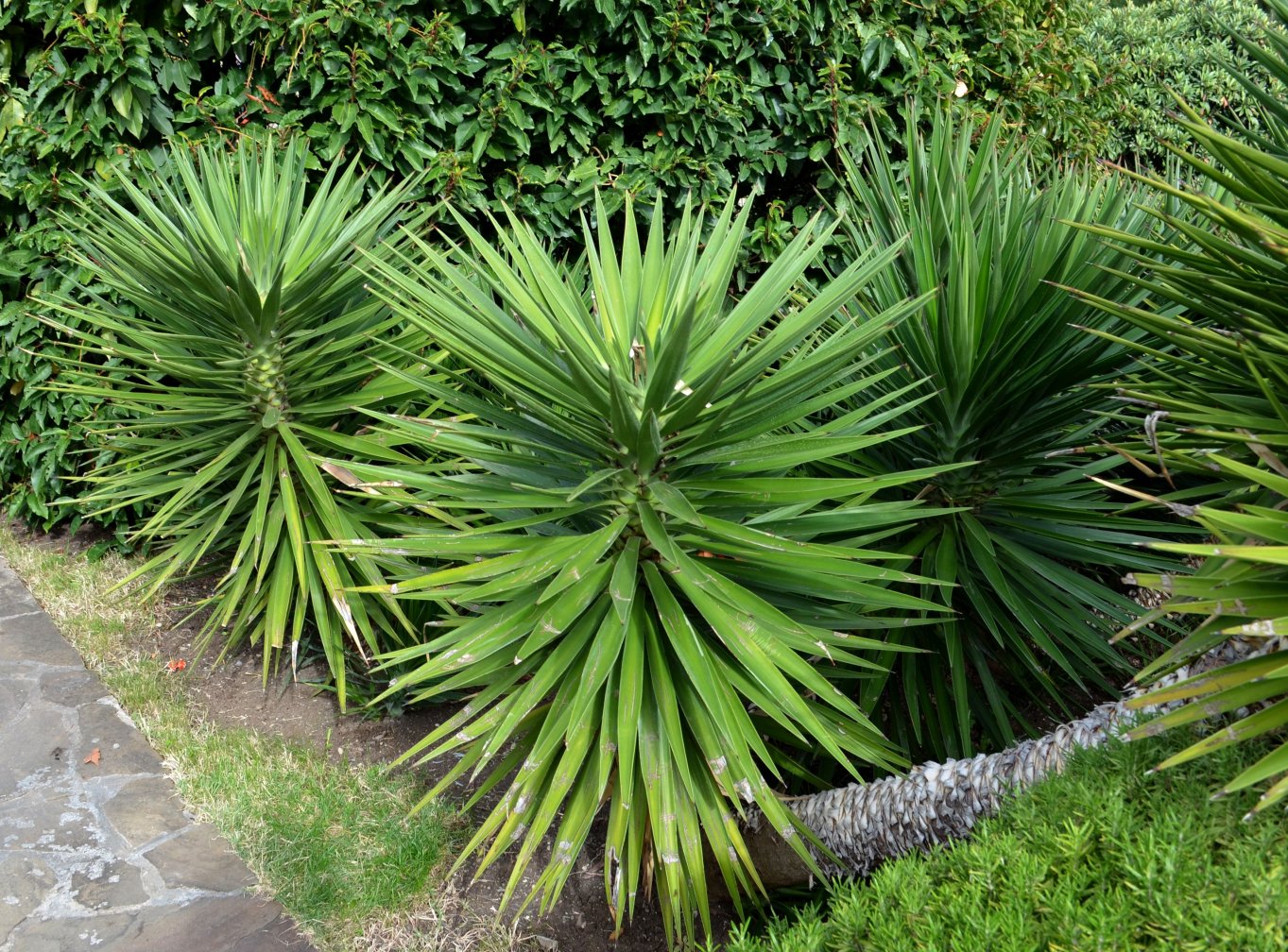 Image of genus Yucca specimen.