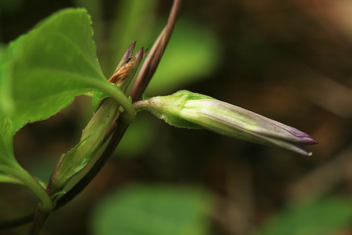 Image of Crawfurdia japonica specimen.