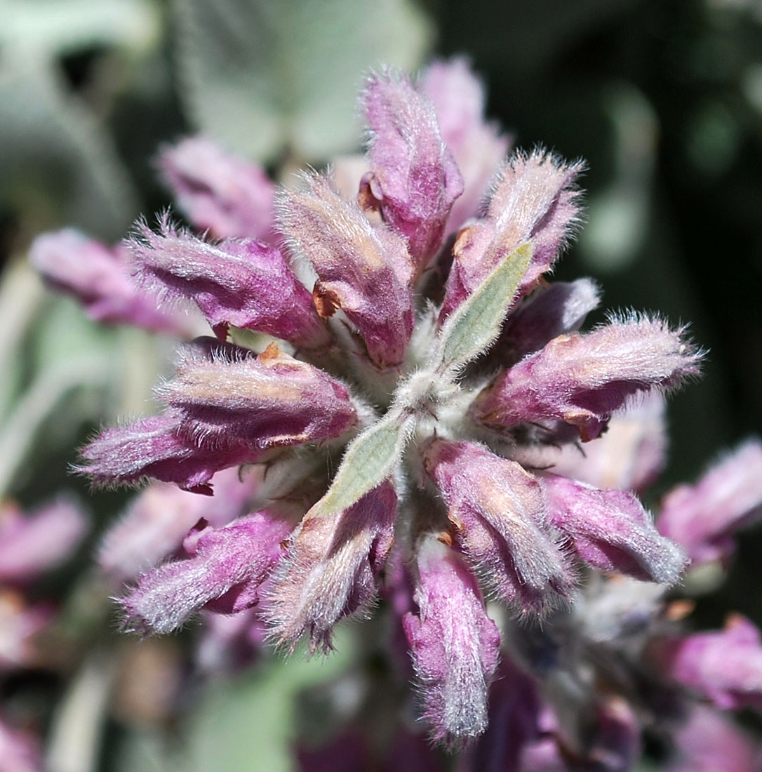 Изображение особи Phlomoides canescens.