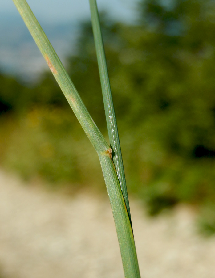 Image of Poa compressa specimen.