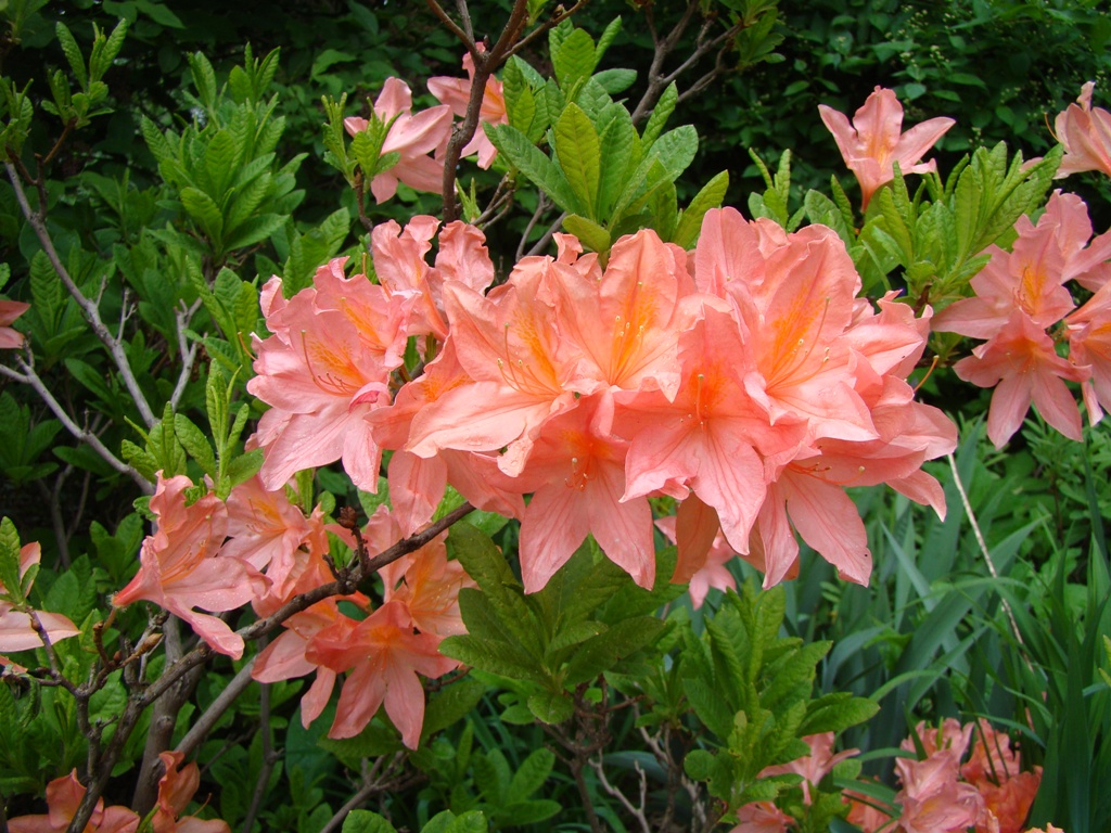 Изображение особи Rhododendron molle.