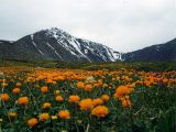 Trollius altaicus