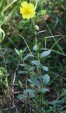 Helianthemum grandiflorum. Цветущее растение. Крым, Чатырдаг, луговая степь на нижнем плато яйлы. 23.07.2009.