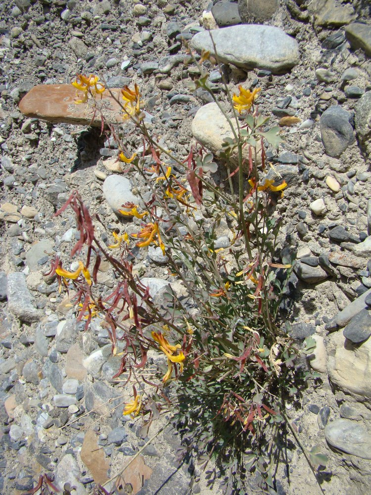 Изображение особи Corydalis schelesnowiana.