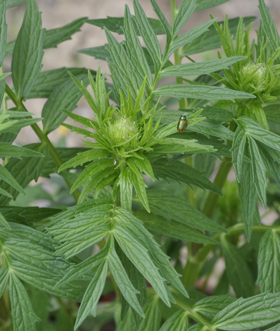 Изображение особи Valeriana officinalis.