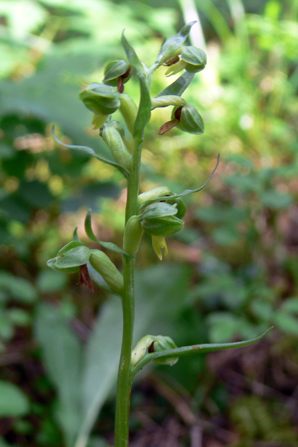 Image of Dactylorhiza viridis specimen.