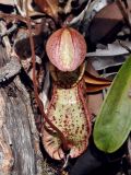 Nepenthes rafflesiana