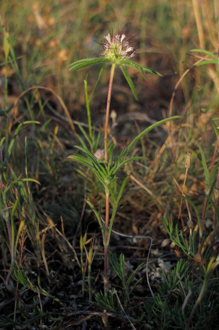 Image of Lomelosia divaricata specimen.