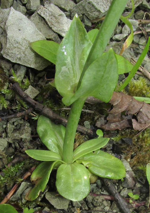 Image of Blackstonia perfoliata specimen.