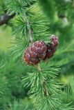 Larix sibirica