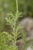 Anthemis tinctoria