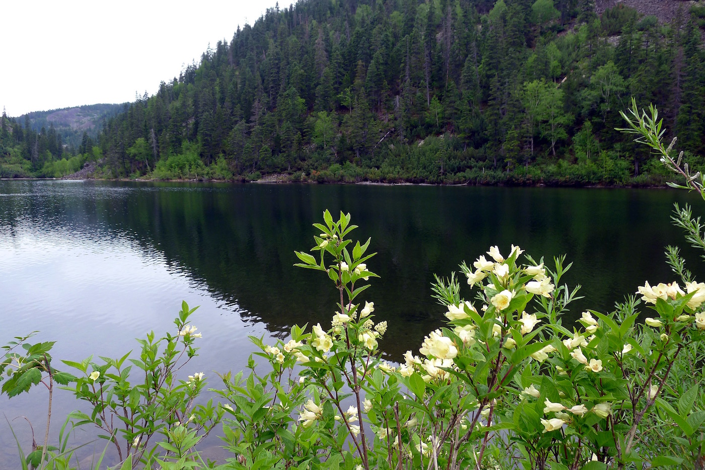 Image of Weigela middendorffiana specimen.