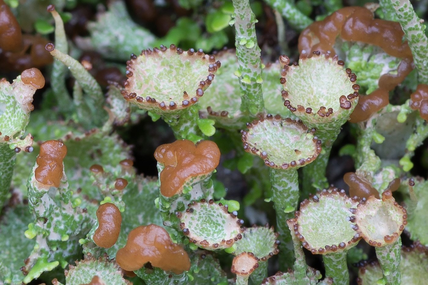 Изображение особи Cladonia gracilis ssp. turbinata.